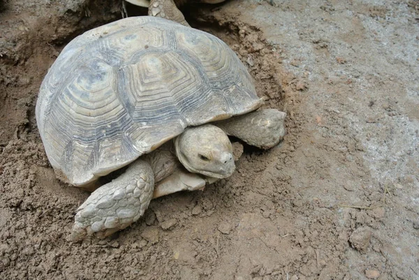 Büyük Bir Çevrede Dev Kaplumbağalar Bir Evcil Hayvan Gibi Serbest — Stok fotoğraf