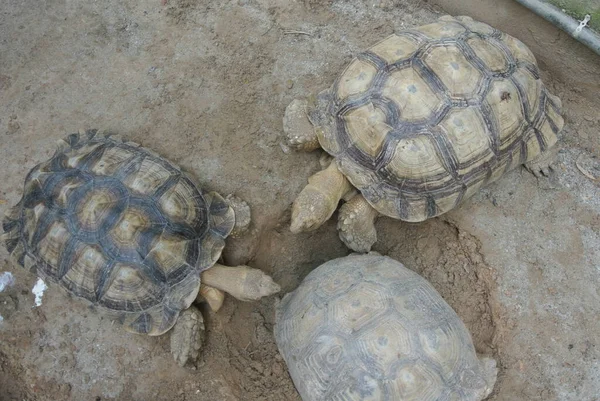 Tartarugas Gigantes Grande Recinto Libertado Como Animal Estimação — Fotografia de Stock