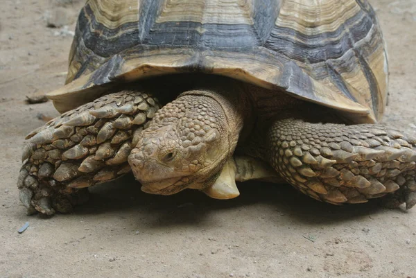 Reuzenschildpadden Een Grote Leefruimte Vrij Gelaten Als Huisdier — Stockfoto