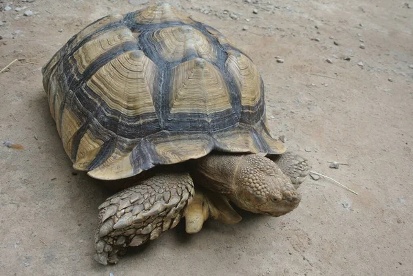 Büyük Bir Çevrede Dev Kaplumbağalar Bir Evcil Hayvan Gibi Serbest — Stok fotoğraf