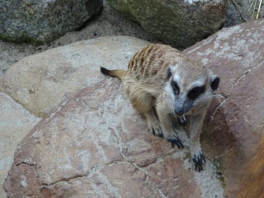 Meercat ya da bilimsel adı Suricata. İnsan yapımı habitatta suricata. Halka açık bir kafese konuldu.. 