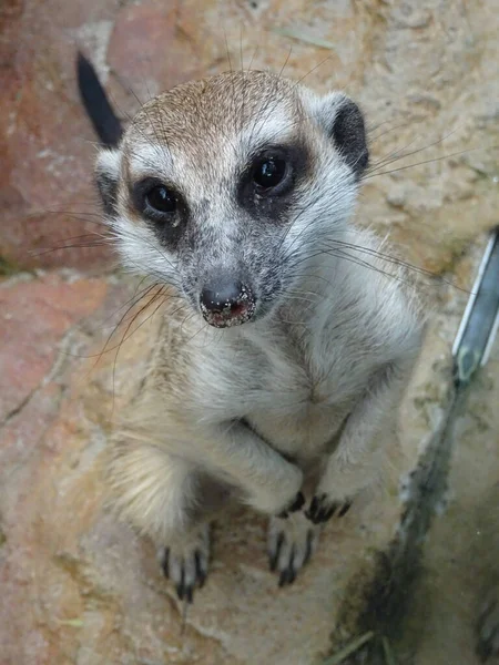 Meercat Bilimsel Adı Suricata Nsan Yapımı Habitatta Suricata Halka Açık — Stok fotoğraf