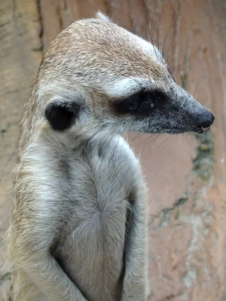 Meercat Bilimsel Adı Suricata Nsan Yapımı Habitatta Suricata Halka Açık — Stok fotoğraf