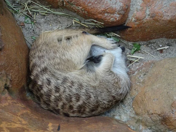 Meercat Bilimsel Adı Suricata Nsan Yapımı Habitatta Suricata Halka Açık — Stok fotoğraf