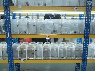 SERDANG, MALAYSIA - ARALIK 06, 2016: Renkli savaşan balıklar ayrı ayrı farklı konteynırlarda ayrılır.