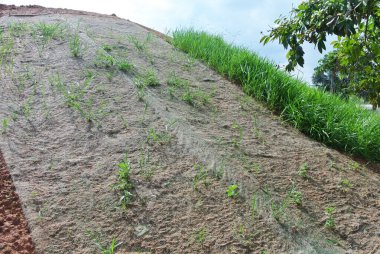IPOH, MALAYSIA - 16 Mart 2020: Erozyonu önlemek için yakın turlama metodunu kullanarak kalıcı eğim koruması. Yöntem için seçilen çimen türü. Otlar eğim yapısını da dengeler..