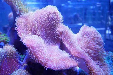 Nesli tükenme tehlikesi olan çeşitli mercan türleri akvaryumlarda yetiştirilir. Bu mercan, okyanustaki orijinal yaşam alanına yerleştirilmeden önce olgunluğa kadar savunulacak..