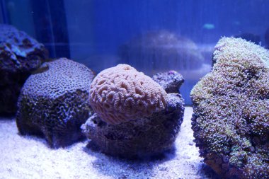 Nesli tükenme tehlikesi olan çeşitli mercan türleri akvaryumlarda yetiştirilir. Bu mercan, okyanustaki orijinal yaşam alanına yerleştirilmeden önce olgunluğa kadar savunulacak..