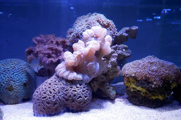Various Species Coral Risk Extinction Bred Aquariums Coral Defended Maturity — Stock Photo, Image