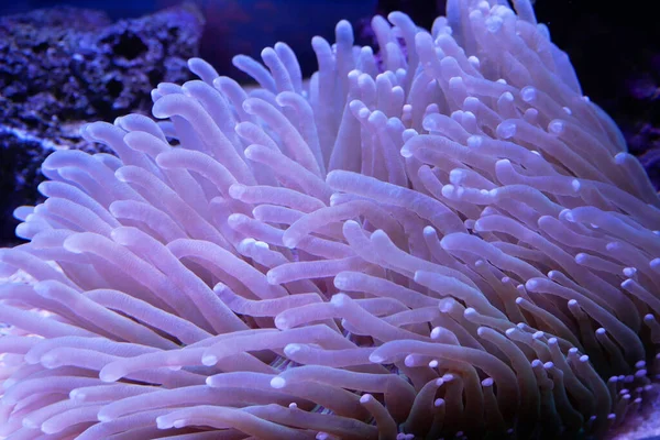 各种濒临灭绝的珊瑚都在水族馆中繁殖 这种珊瑚将被保护到成熟 然后被安置在原来的海洋栖息地 — 图库照片