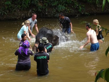 PAHANG, MALAYSIA -15 Eylül 2017: Bir grup turist Fil Koruma Merkezi, Kuala Gandah, Pahang Malezya 'da bebek filleri yıkamaktan mutluluk duyuyorlar. Yerel bir fil eğitmeninden yardım alıyorlar..