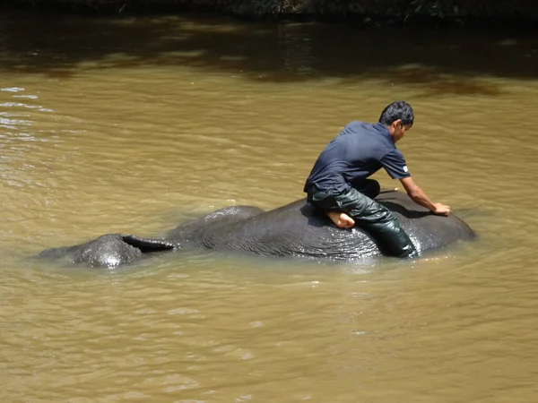 Pahang Malaysia September 2017 Elephant Trainers Bathing Elephants River Elephant — Stock Photo, Image