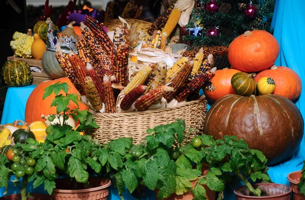 Rijpe Likdoorns Verschillende Kleuren Display Rotan Mand — Stockfoto