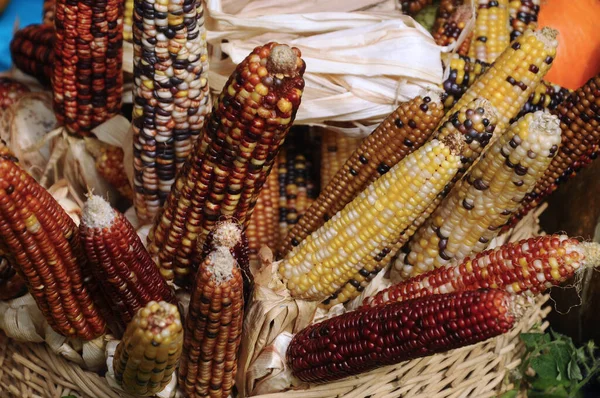 Milhos Maduros Várias Cores Exibir Cesta Vime — Fotografia de Stock