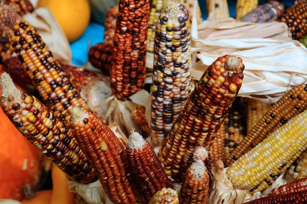 Зрілі Кукурудзи Різних Кольорах Відображаються Кошику Ротанга — стокове фото
