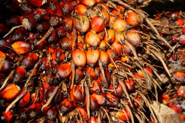 Palmiye yağı meyvelerinin yakın çekim görüntüsü. Meyve olgunlaştı ve hasat edildi..  