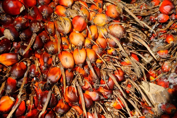 Close View Palm Oil Fruit Bunches Fruit Ripe Harvested — Stock Photo, Image