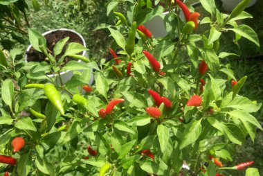 SEREMBAN, MALAYSIA -EKİM 01, 2016: Biber bitkisi olarak da bilinir. Güneydoğu Asya mutfağında malzeme olarak kullanılır..