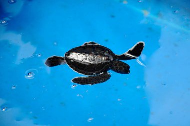 Penyu Agar adındaki kaplumbağanın bebeği ya da üreme akvaryumundaki Chelonia Mydas bilimsel adı. Yavru kaplumbağa denize salınmadan önce 2 yaşına kadar tutulacak..