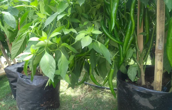 Green chillies plant, planted in black plastic bags