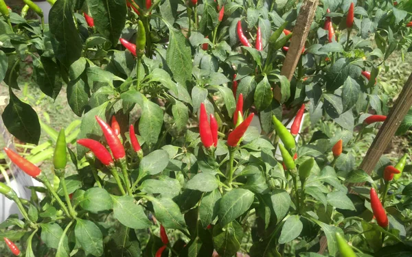 Seremban Malaysia Outubro 2016 Capsicum Planta Também Conhecida Como Pimentas — Fotografia de Stock