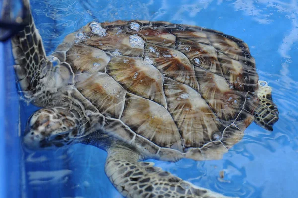 繁殖水族館でペンユアガー Penyu Agar または学名のチェロニア ミダス Celonia Mydas と呼ばれるカメの赤ちゃん ウミガメは海に放出される前に2歳まで飼われます — ストック写真