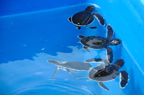 Penyu Agar Adındaki Kaplumbağanın Bebeği Üreme Akvaryumundaki Chelonia Mydas Bilimsel — Stok fotoğraf