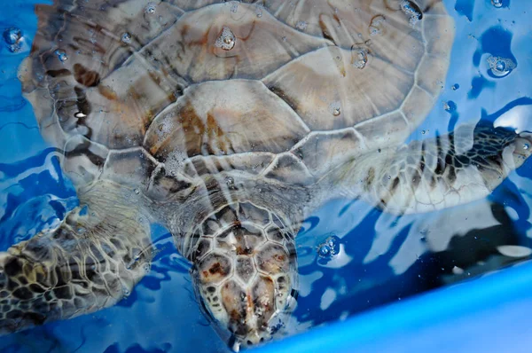Ребенок Черепахи Имени Penyu Agar Научное Название Chelonia Mydas Размножающемся — стоковое фото