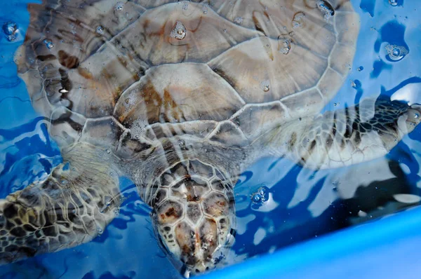 繁殖水族館でペンユアガー Penyu Agar または学名のチェロニア ミダス Celonia Mydas と呼ばれるカメの赤ちゃん ウミガメは海に放出される前に2歳まで飼われます — ストック写真