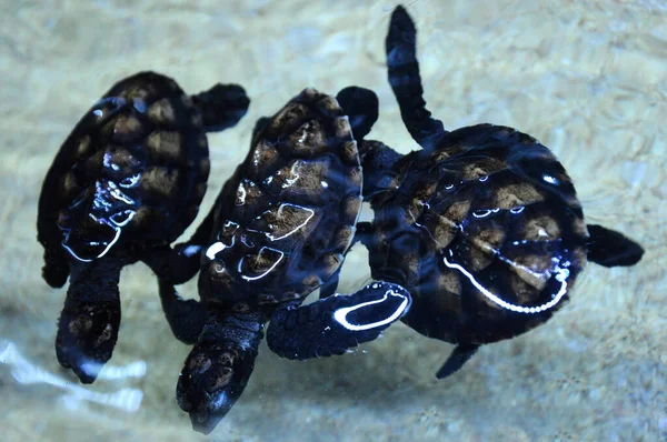 Dziecko Żółwia Zwanego Penyu Agar Lub Naukowe Imię Chelonia Mydas — Zdjęcie stockowe