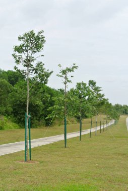 SEREMBAN, Malezya - 5 Mart 2020: peyzaj çalışması. Yeni ağaçlar dikilir ve devrilmesini önlemek için tahta gibi destek araçlarıyla desteklenir. Bu araç daha sonra kaldırılacak. 