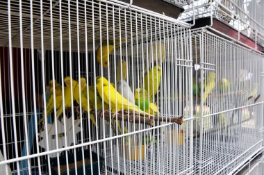 SELANGOR, MALAYSIA 2 Mart 2021: satılık kafesteki evcil kuş. Türler tarafından izole edilmiş. Bu kuşlardan bazıları aslında bedavaydı ve satılık olarak yakalandılar..