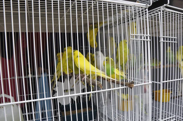 Selangor Malaysia March 2021 Pet Bird Cage Display Sale Isolated — Stock Photo, Image