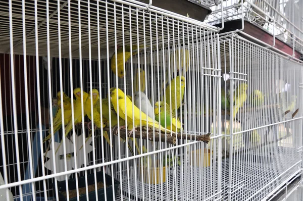 Selangor Malaysia March 2021 Pet Bird Cage Display Sale Isolated — Stock Photo, Image