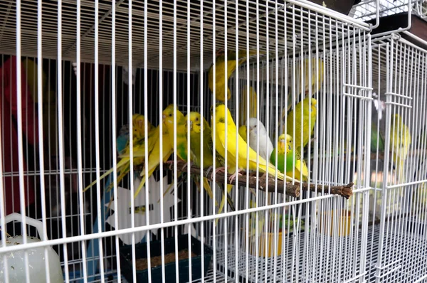 Selangor Malaysia March 2021 Pet Bird Cage Display Sale Isolated — Stock Photo, Image