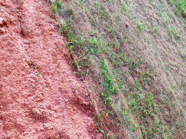 IPOH, MALAYSIA - 16 Mart 2020: Erozyonu önlemek için yakın turlama metodunu kullanarak kalıcı eğim koruması. Yöntem için seçilen çimen türü. Otlar eğim yapısını da dengeler..