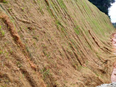 IPOH, MALAYSIA - 16 Mart 2020: Erozyonu önlemek için yakın turlama metodunu kullanarak kalıcı eğim koruması. Yöntem için seçilen çimen türü. Otlar eğim yapısını da dengeler..