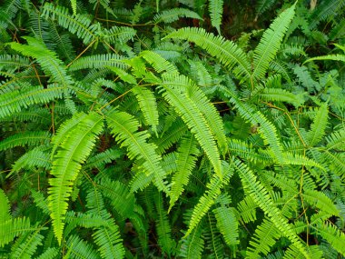 Eğreltiotları tropik bölgelerde yetişir. Çekimler geleneksel yemek olarak kullanılabilir. Eğrelti otları eğimli yapının aşınmasını engelleyebilir..