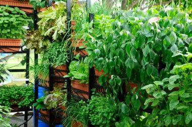 Sebzeler saksılara yerleştirilir ve yer açmak için raflara yerleştirilir. Kentsel alanda bahçıvanlığa elverişli. 