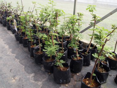 PUTRAJAYA, MALAYSIA - 30 Mayıs 2016: Plastik torbalara genç incir ağaçları dikildi. Daha sonra daha büyük çömleklere aktaracağız..  