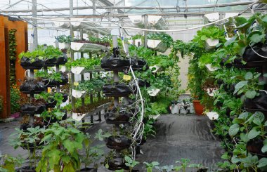 Sebzeler döllenme sistemi kullanılarak yetiştirilir. Sebzeler küçük bir alana ekilebilir ve dikey olarak yerleştirilebilir. Damla sulama tarafından sağlanan gübreyle karıştırılmış daha az toprak ve su kullanarak..