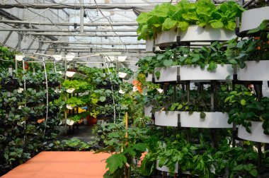 Sebzeler döllenme sistemi kullanılarak yetiştirilir. Sebzeler küçük bir alana ekilebilir ve dikey olarak yerleştirilebilir. Damla sulama tarafından sağlanan gübreyle karıştırılmış daha az toprak ve su kullanarak..