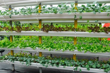 Vegetables are grown using fertigation system. Vegetables can be planted in a small space and arranged vertically. Using less soil and water mixed with fertilizer supplied by drip irrigation. clipart