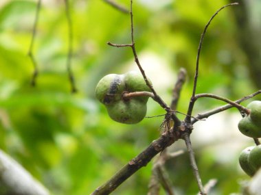 Olgunlaşmamış kauçuk tohumlar ve hala kabukta. Hala kauçuk bir ağacın dallarında asılı duruyor..