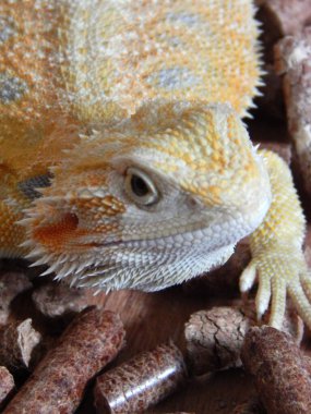 Sakallı ejderha, tahtanın ve yiyecek paletlerinin üzerinde izole edilmiştir.