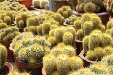 Küçük ve güzel kaktüslerden oluşan bir gruba odaklanmış. Kaktüs ev dekorasyonu için kullanılacak. Müşteriye satılıktır..    