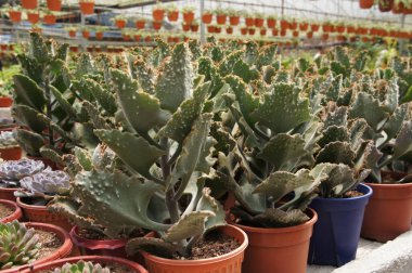 Küçük ve güzel kaktüslerden oluşan bir gruba odaklanmış. Kaktüs ev dekorasyonu için kullanılacak. Müşteriye satılıktır..    