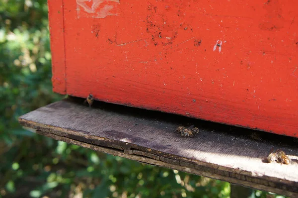 Gniazda Pszczół Stworzone Przez Człowieka Drewna Zaprojektowany Formie Pudełka Umieszczone — Zdjęcie stockowe