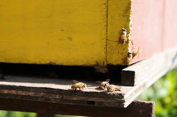 Man Made Bee Nests Made Timber Designed Box Form Placed — Stock Photo, Image