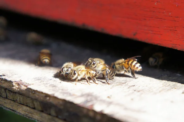 Man Made Bee Nests Made Timber Designed Box Form Placed — Stock Photo, Image